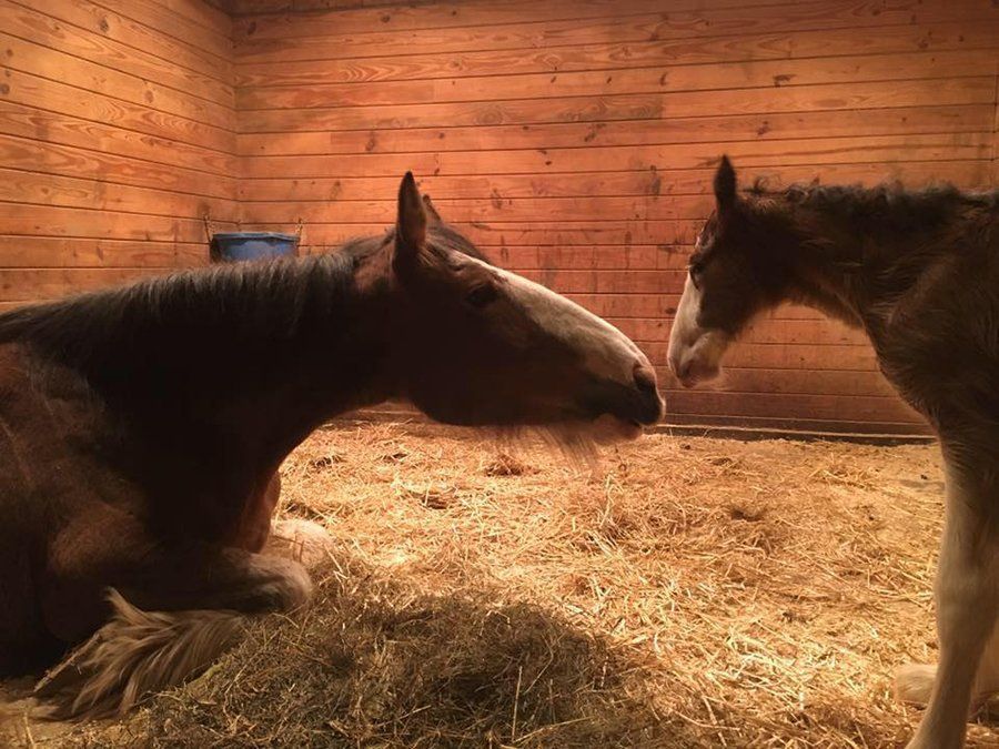 DeNaples Equine photo gallery