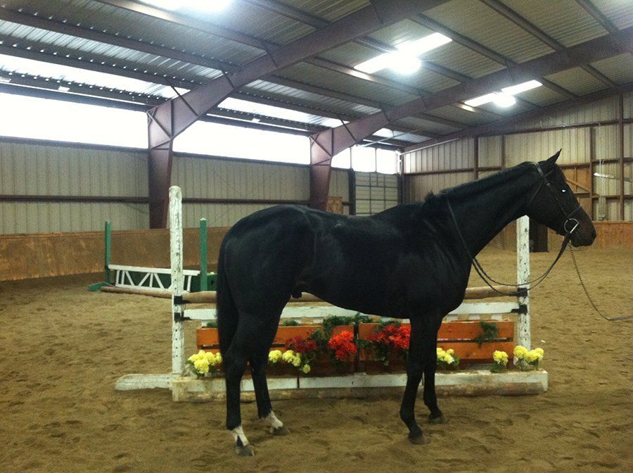 DeNaples Equine photo gallery