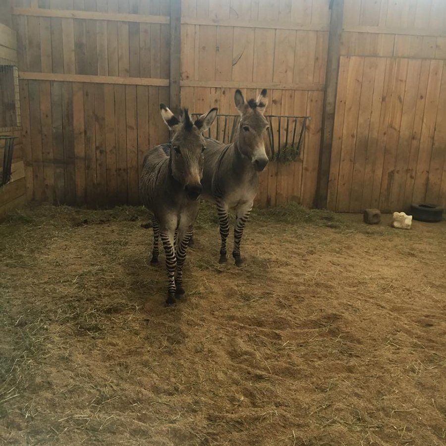 DeNaples Equine photo gallery