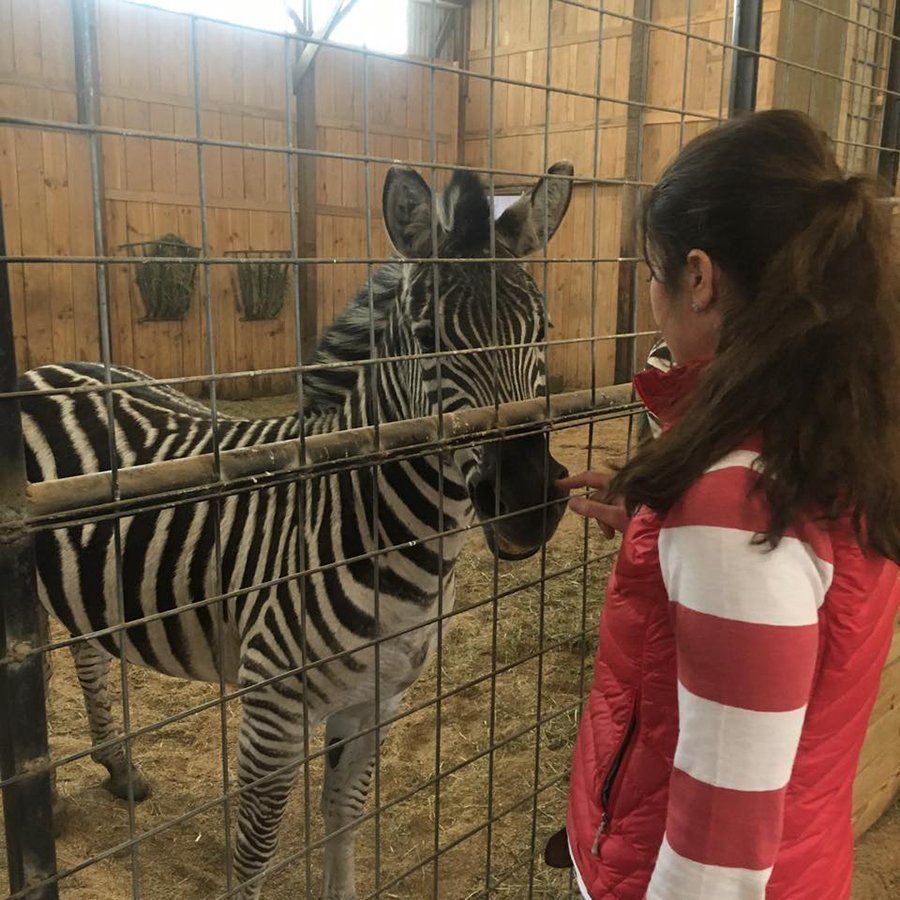 DeNaples Equine photo gallery