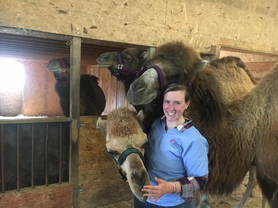 DeNaples Equine photo gallery