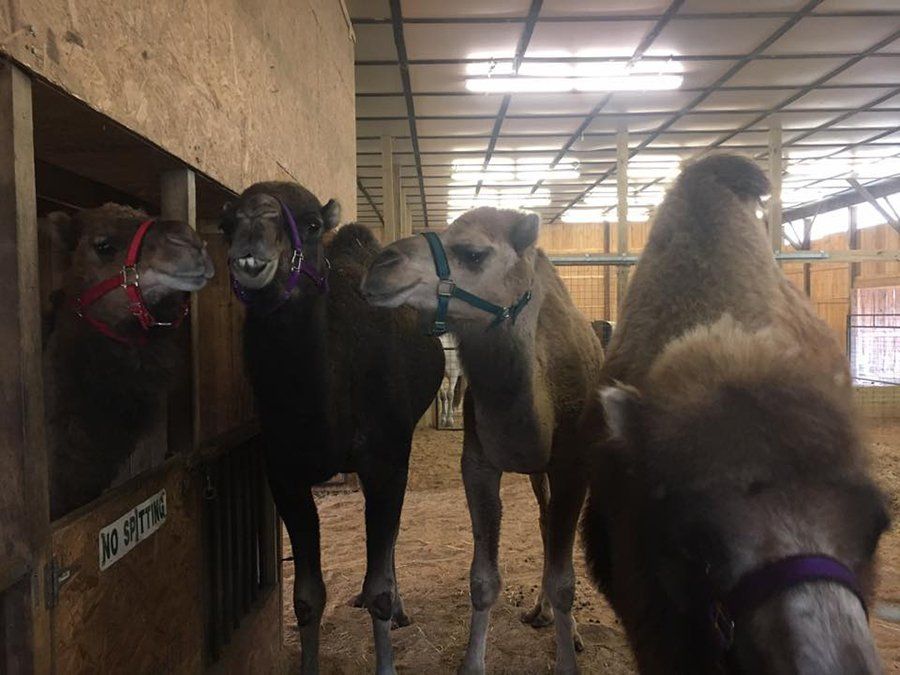 DeNaples Equine photo gallery