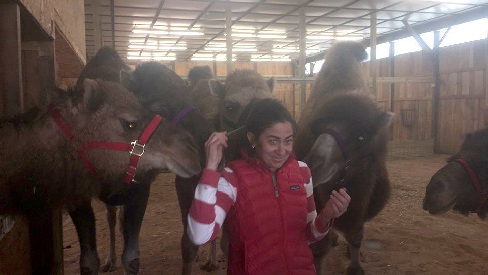 DeNaples Equine photo gallery