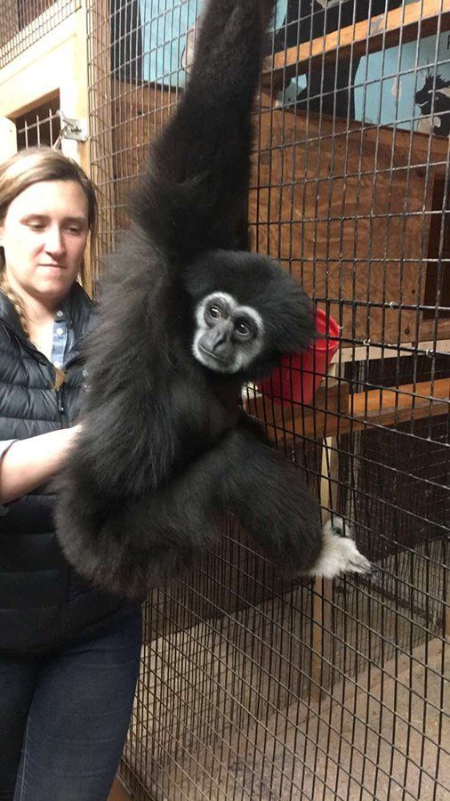 DeNaples Equine photo gallery