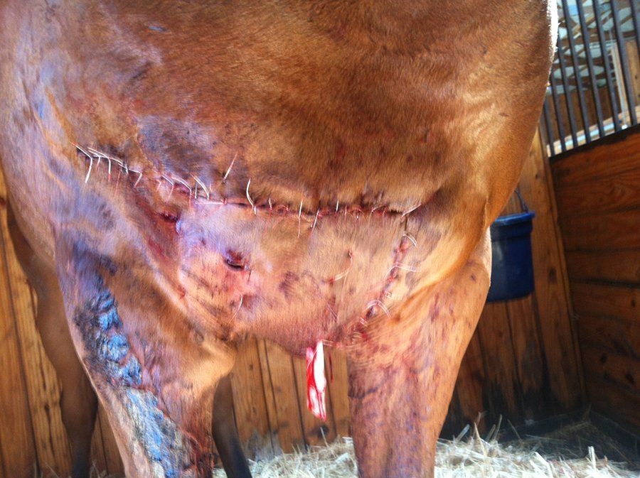 DeNaples Equine photo gallery