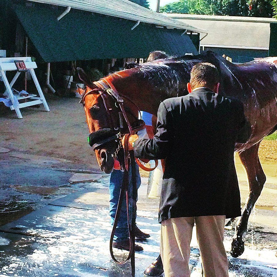 DeNaples Equine photo gallery