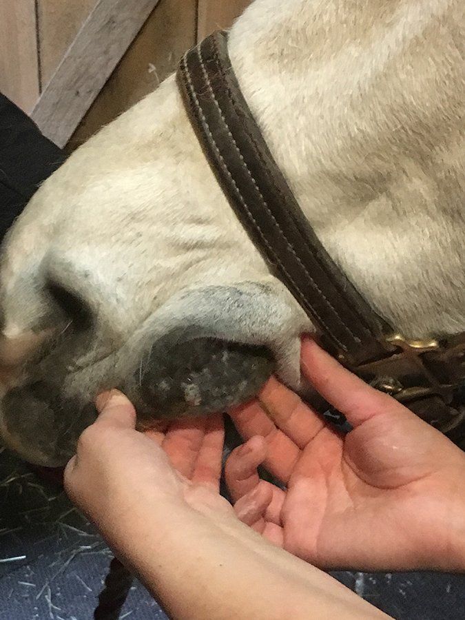 DeNaples Equine photo gallery