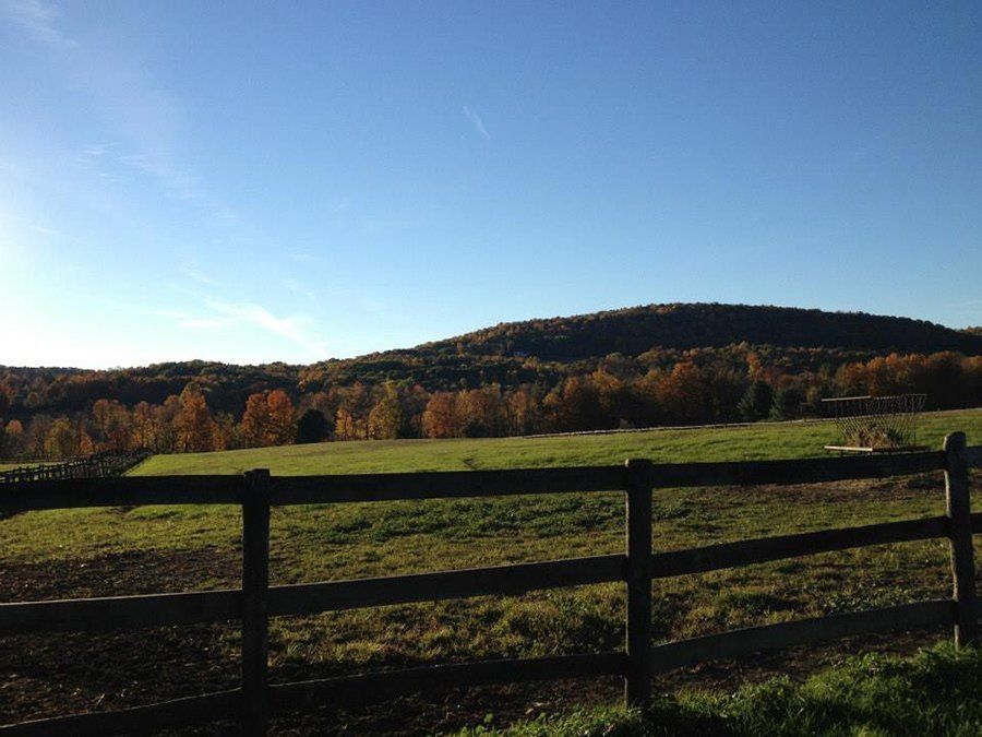 DeNaples Equine photo gallery