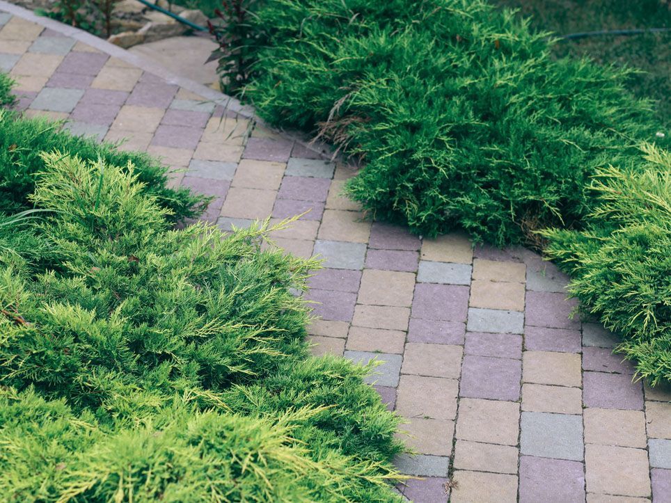 Curved brick pathway bordered by lush green shrubs in a landscaped garden
