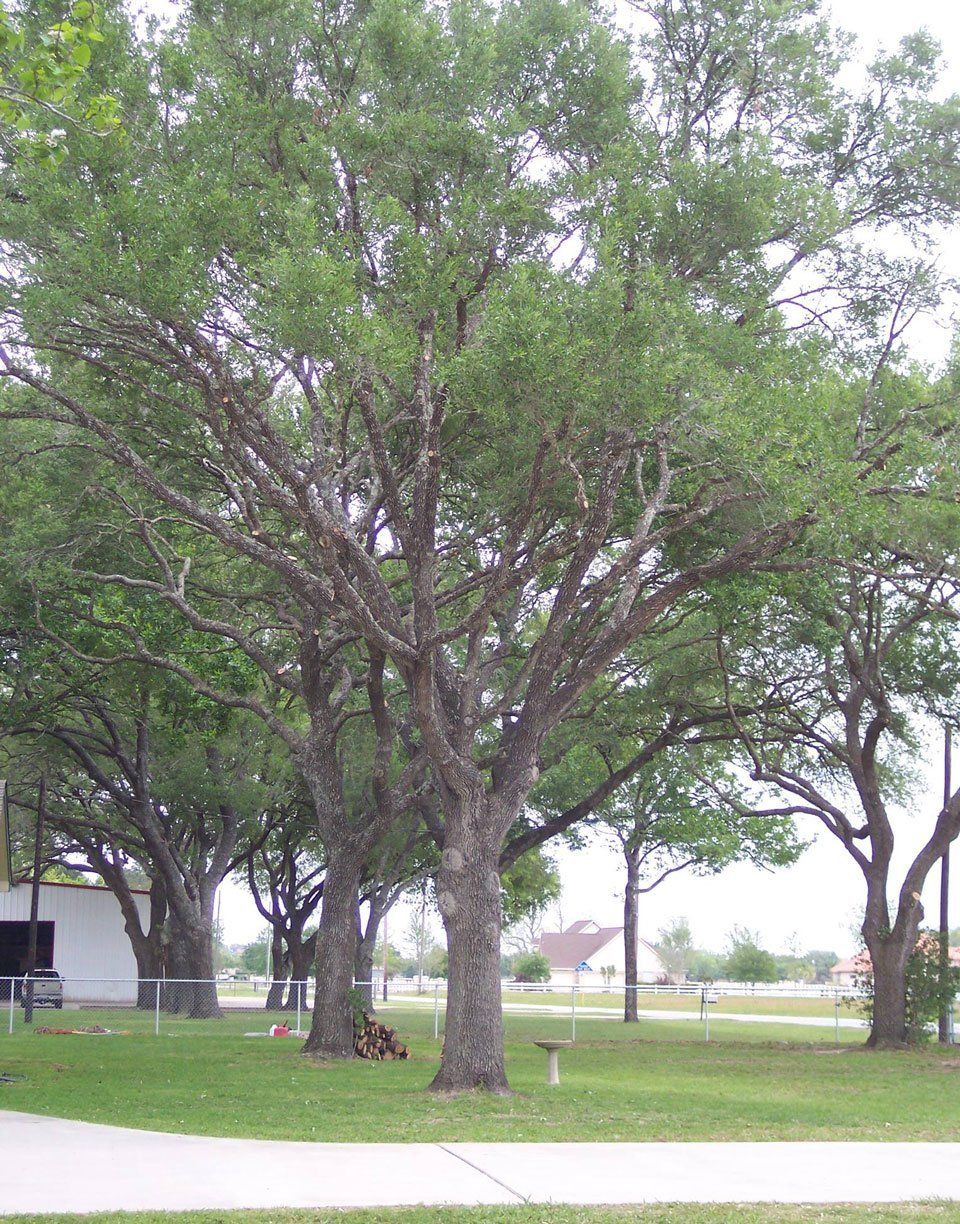 Olvera Lone Star Tree Service | Removals | Pruning | Tomball TX