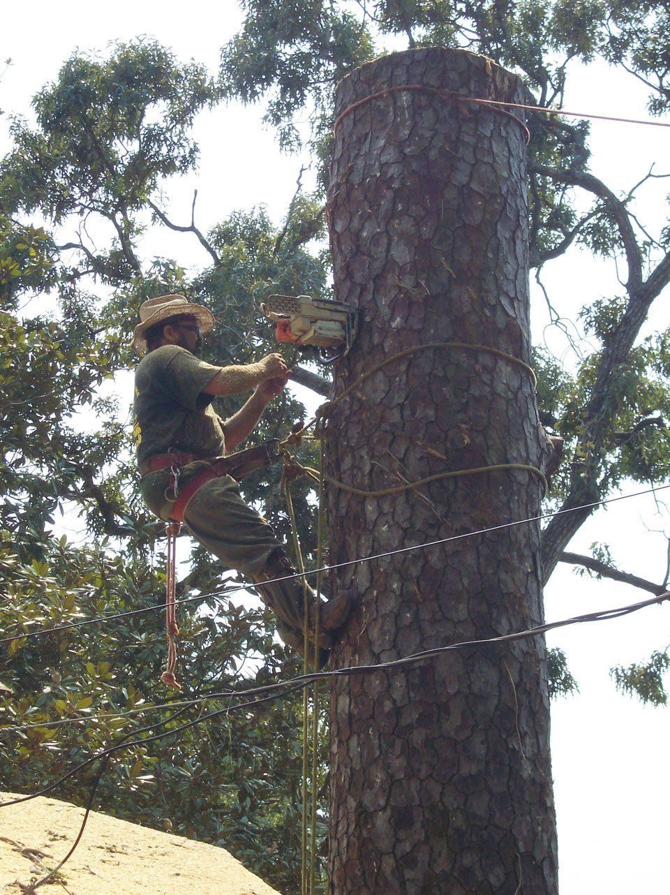 Tree removal service