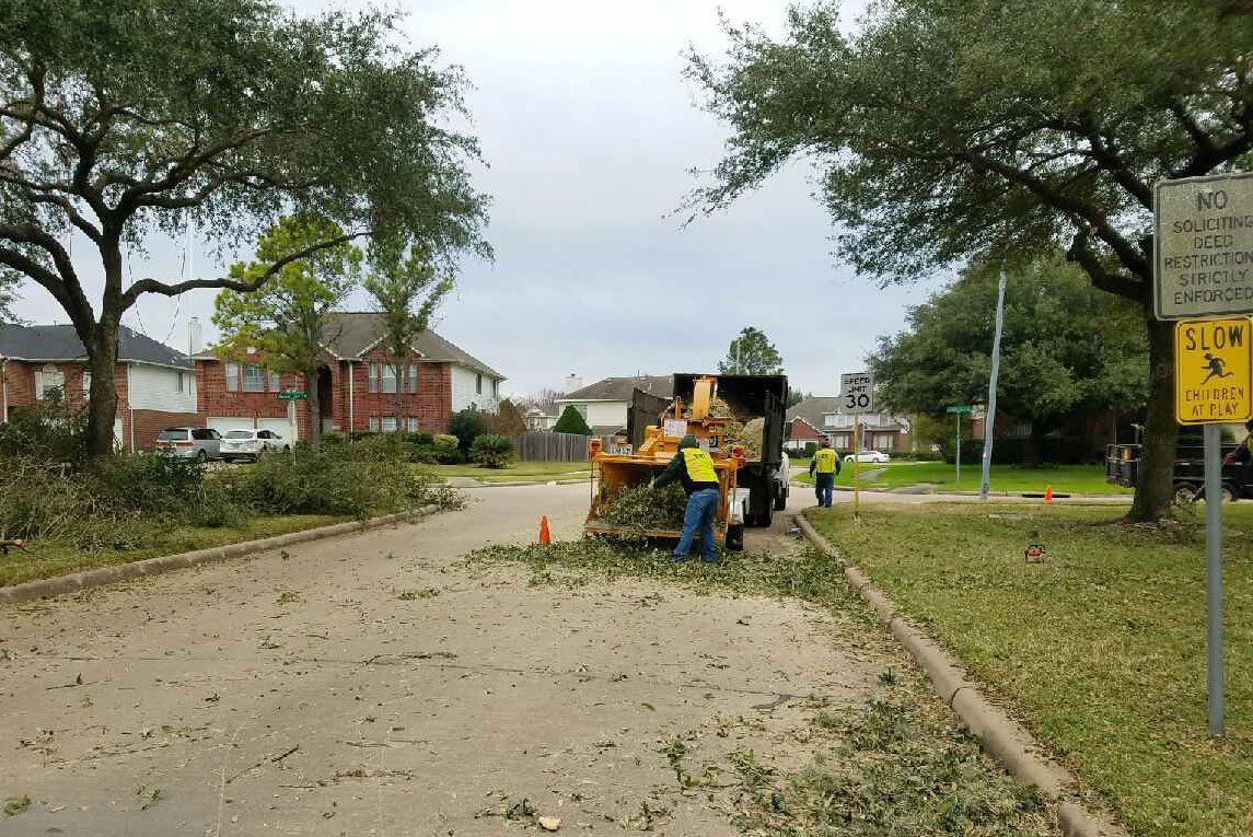 Tree service