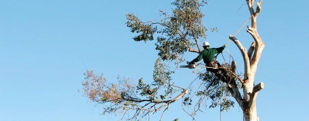 Tree removal service