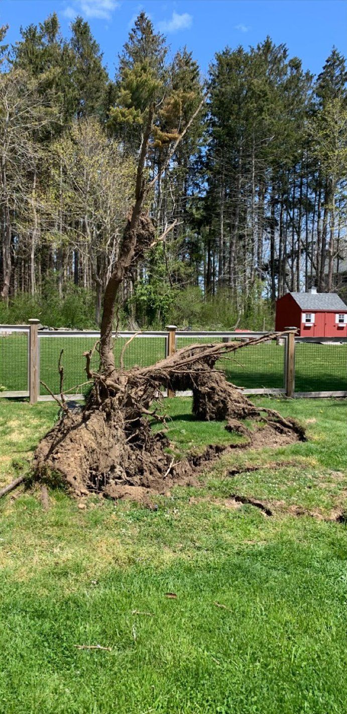 Taproot Stump Grinding Before