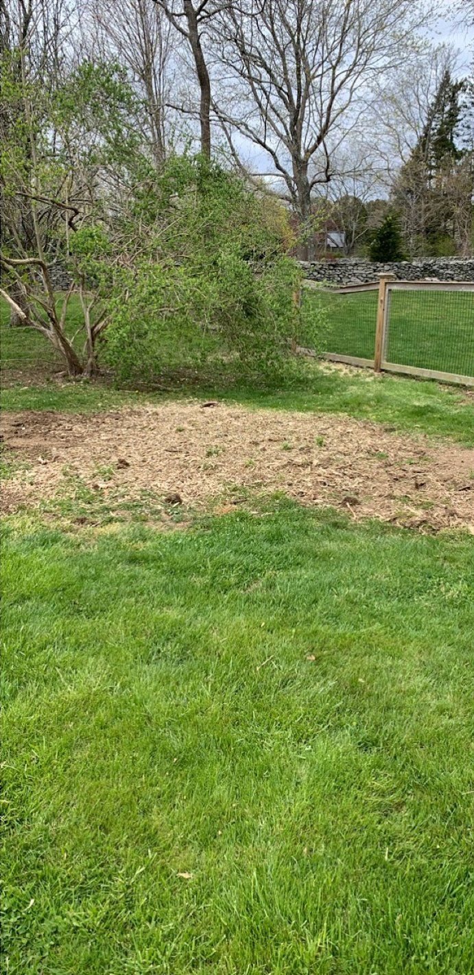 Taproot Stump Grinding After