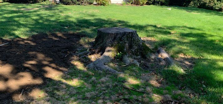 Taproot Stump Grinding Before