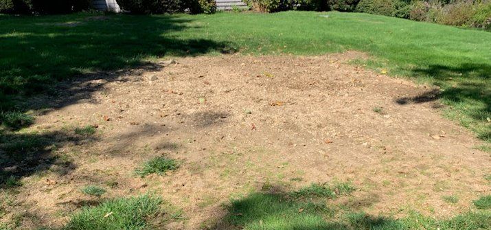 Taproot Stump Grinding After