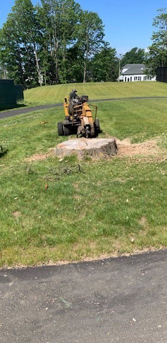 Taproot Stump Grinding Before