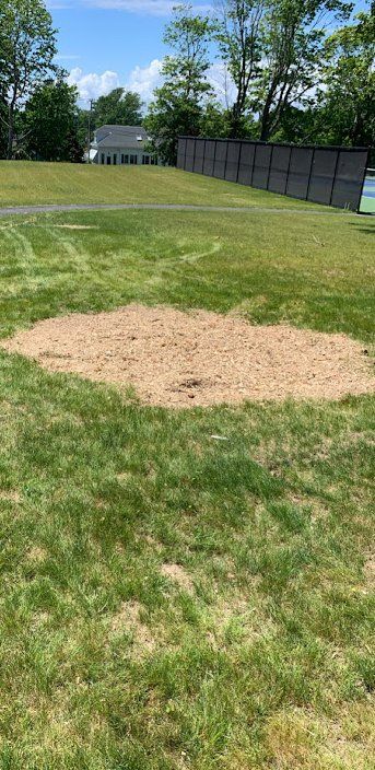 Taproot Stump Grinding After