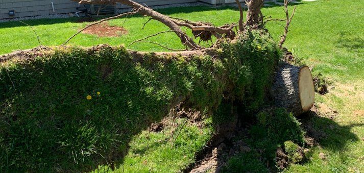 Taproot Stump Grinding Before