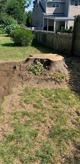 Taproot Stump Grinding Before