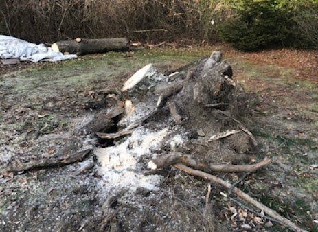 Taproot Stump Grinding Before