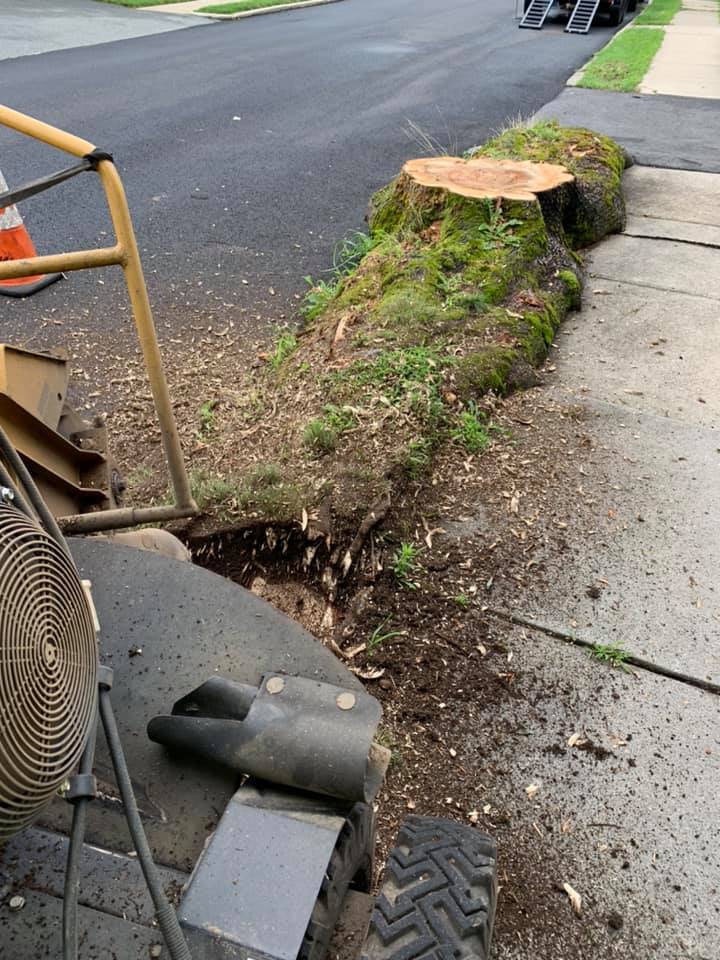 Taproot Stump Grinding Work