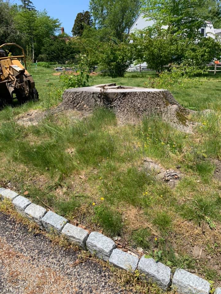 Taproot Stump Grinding Work