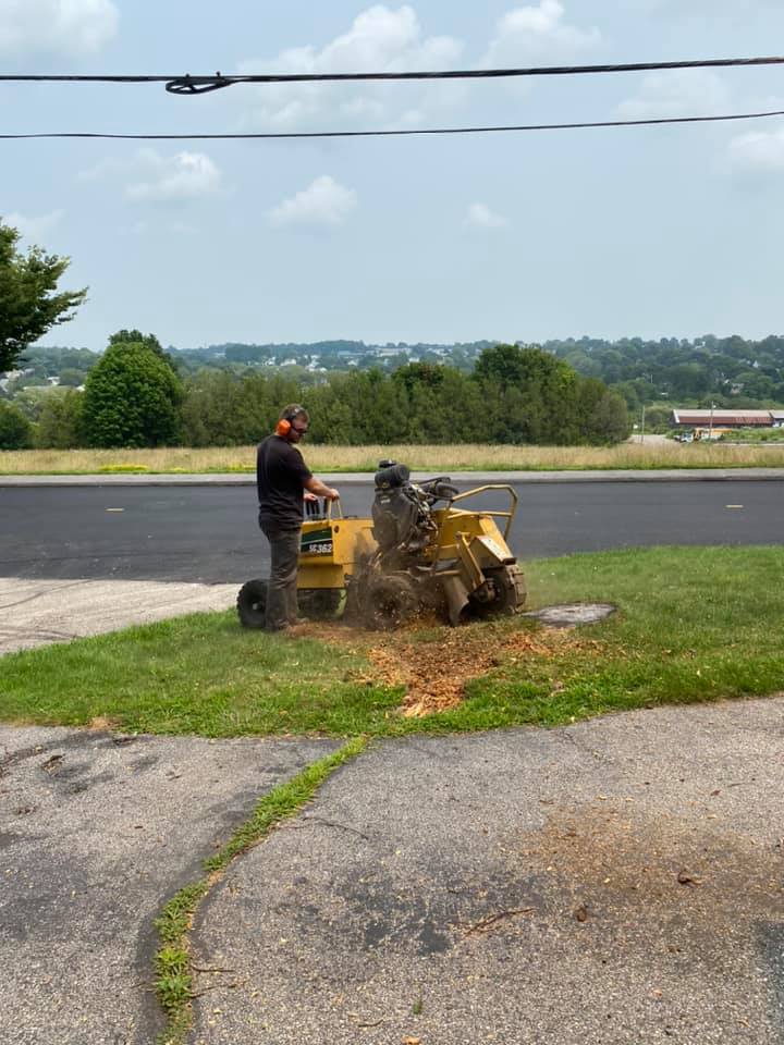 Taproot Stump Grinding Work