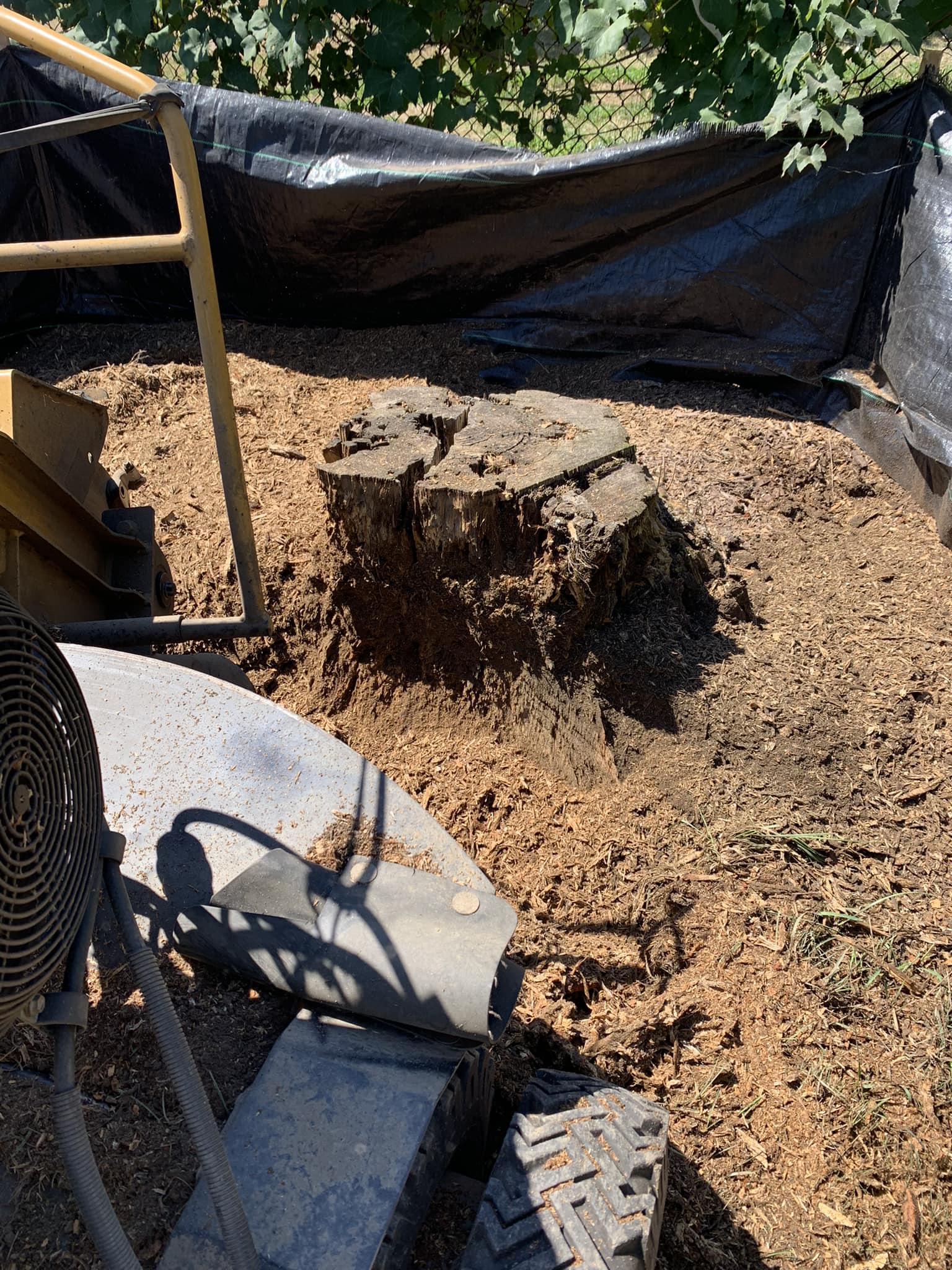 Taproot Stump Grinding Work