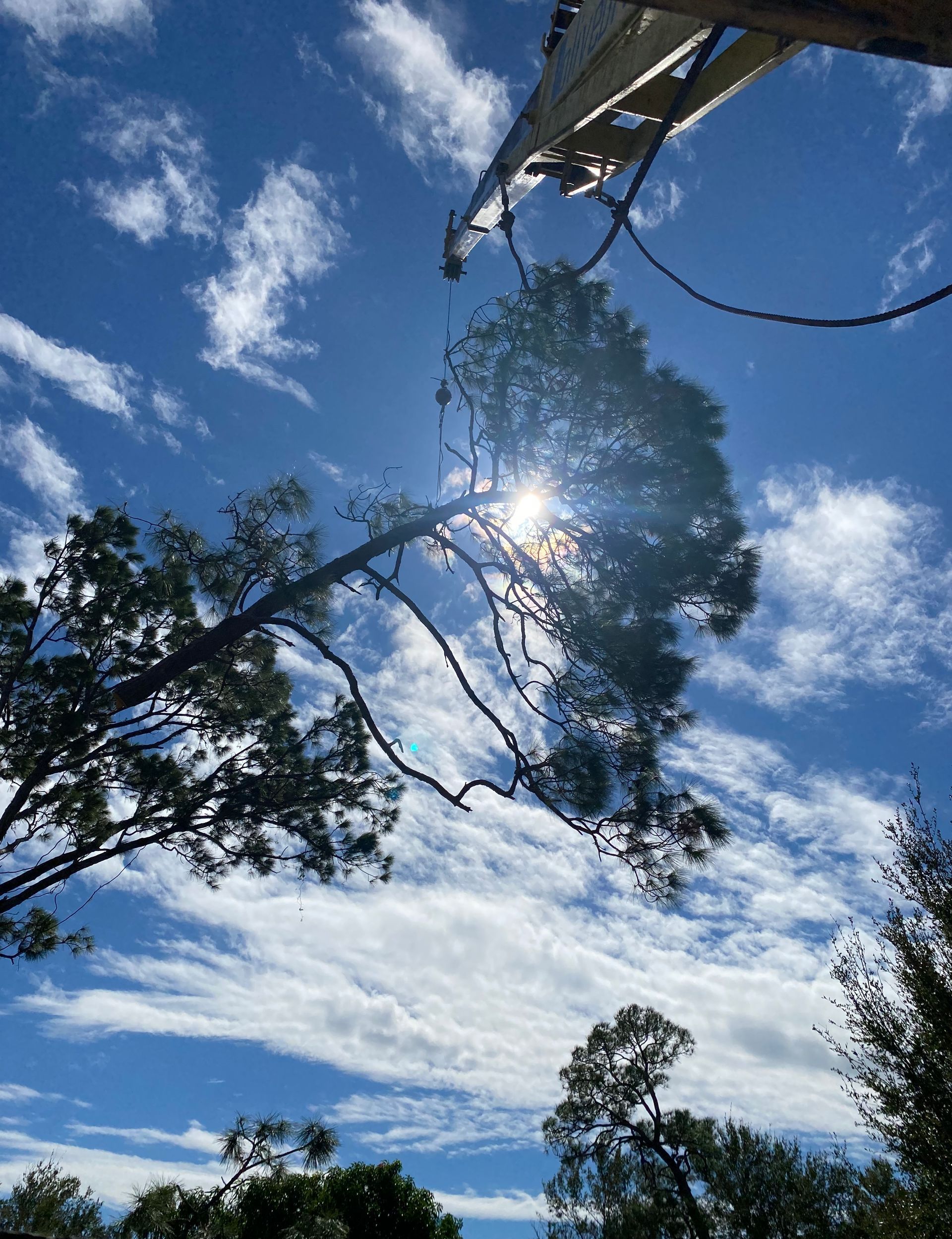 A man is sitting on a tree branch using a chainsaw.