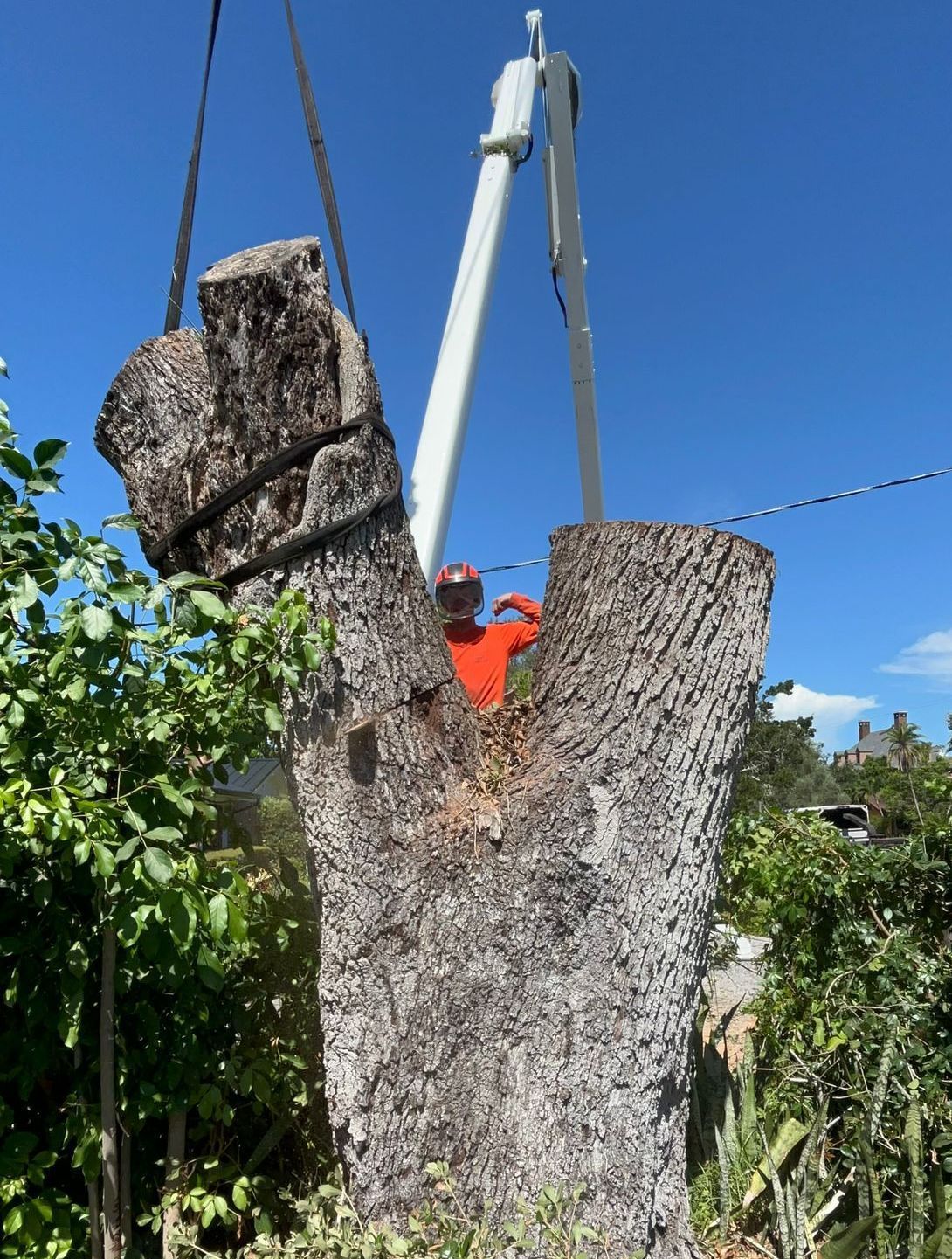 A man is cutting a tree with a chainsaw.