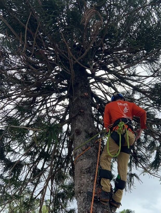 A man is standing on top of a palm tree.