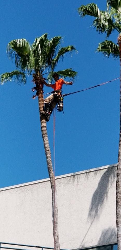 A man is climbing a palm tree in front of a building.