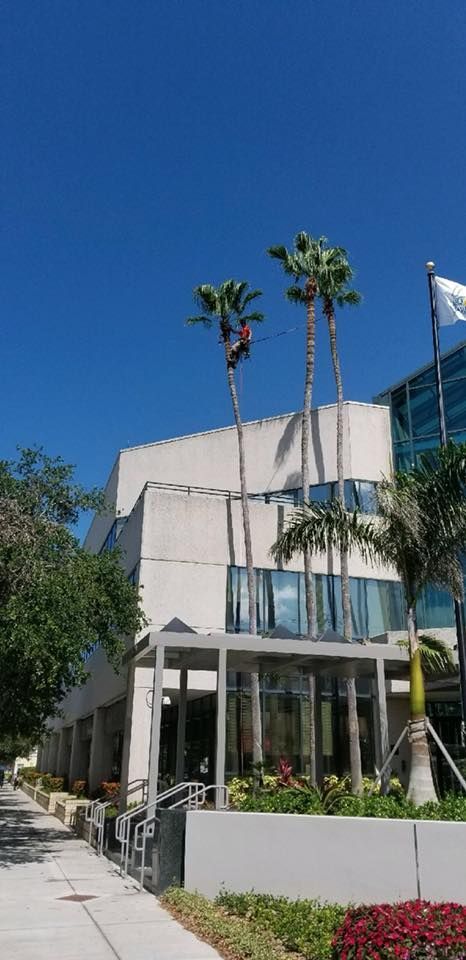 A large building with palm trees in front of it on a sunny day.