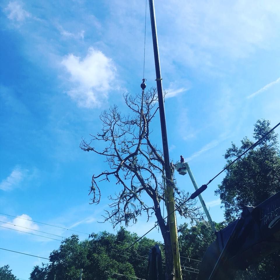 A crane is lifting a tree with a blue sky in the background