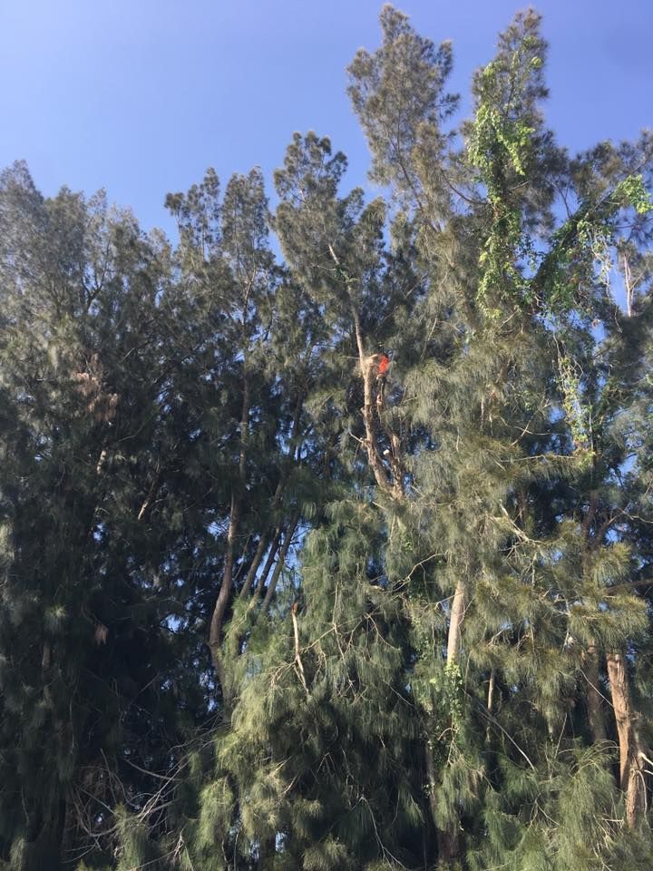 A man is climbing a tree in a forest.