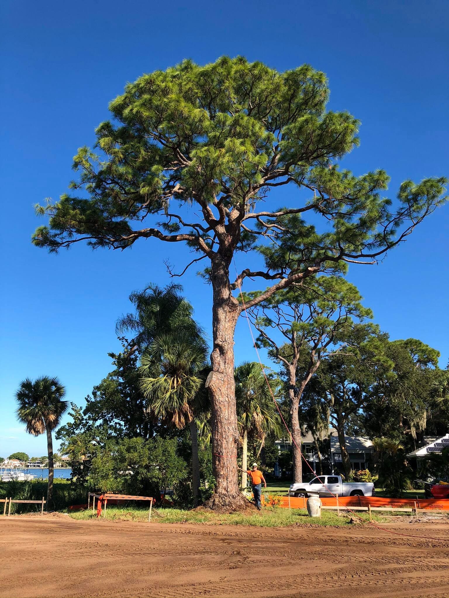 A large pine tree is standing in the middle of a dirt field.