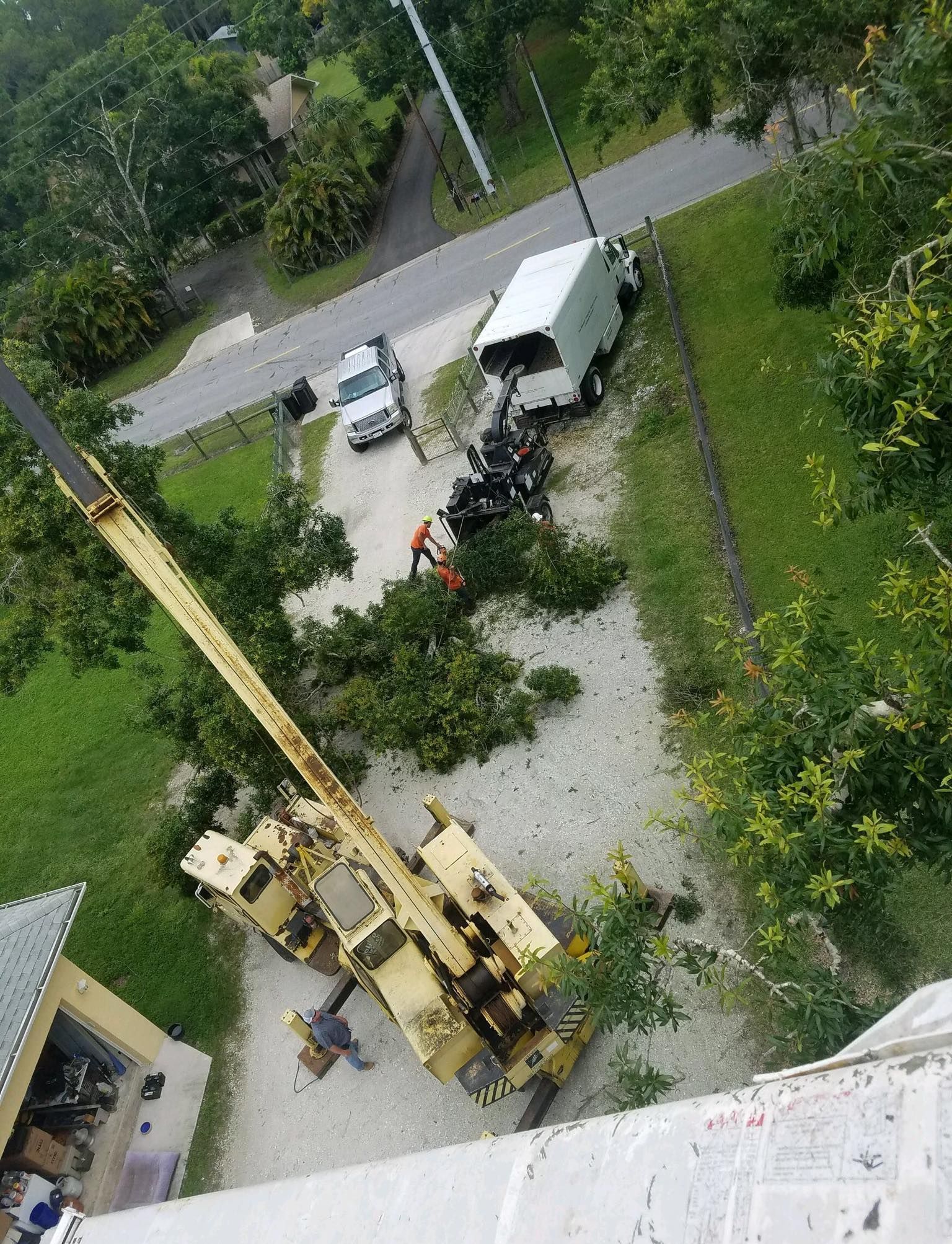 Two yellow tractors are cutting trees in a forest.