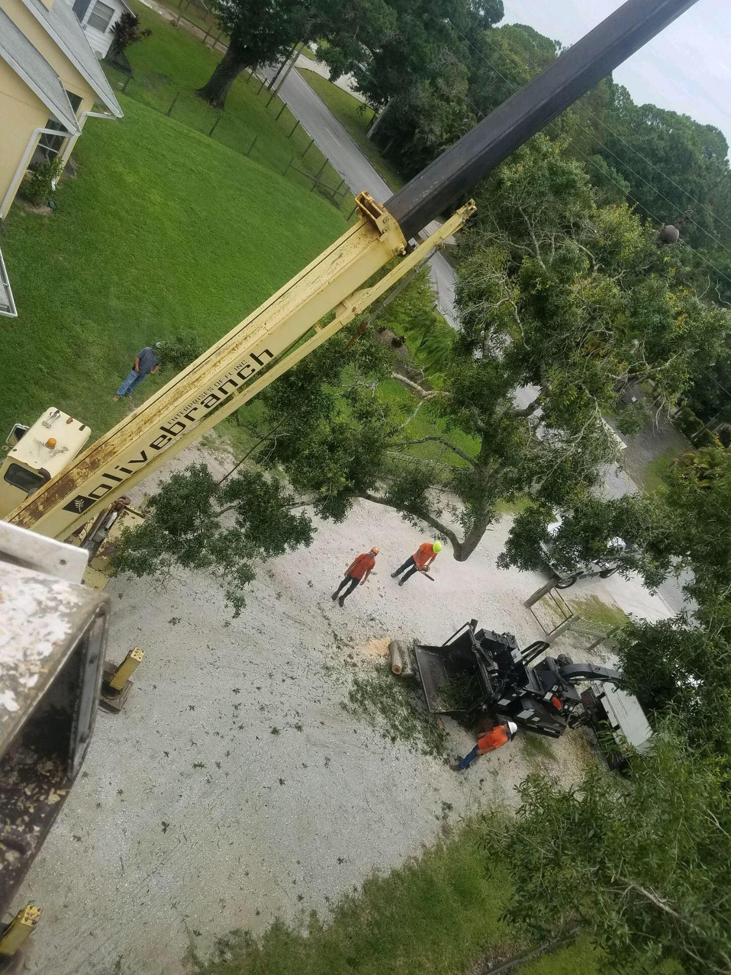 An aerial view of a tree being cut down by a crane.