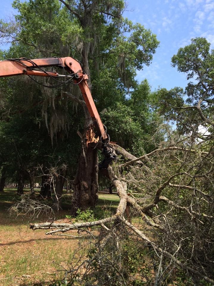 A crane is cutting down a tree in a park.