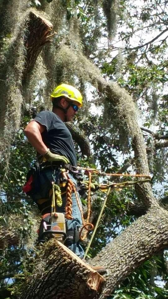 A man is cutting down a tree with a chainsaw.