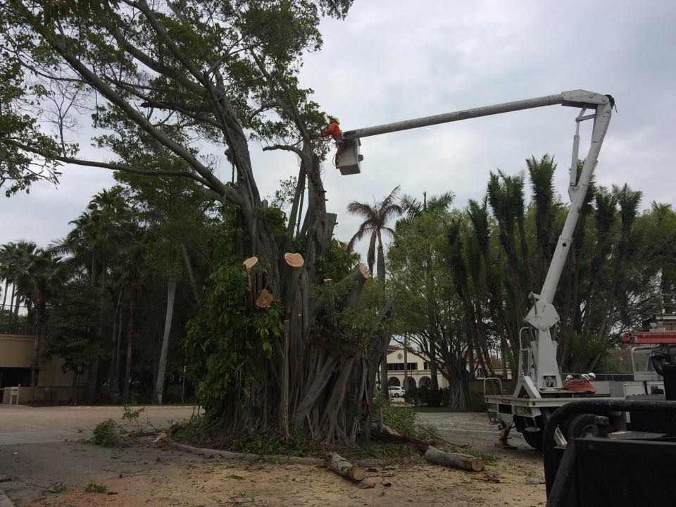 A large tree is being cut down by a crane