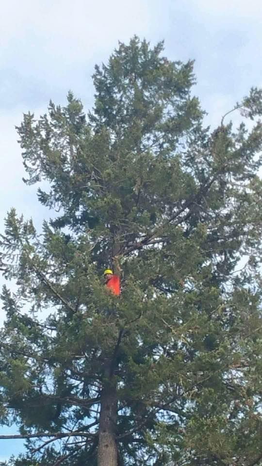 A man is climbing a tree with a chainsaw.