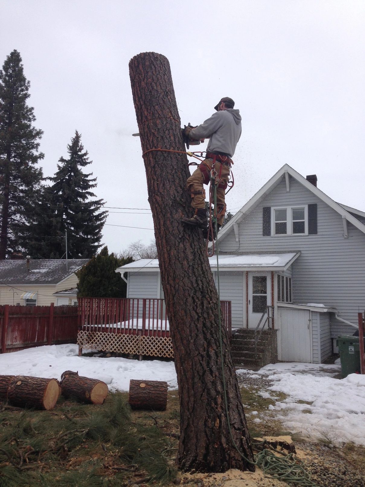 A man is climbing a tree in front of a house