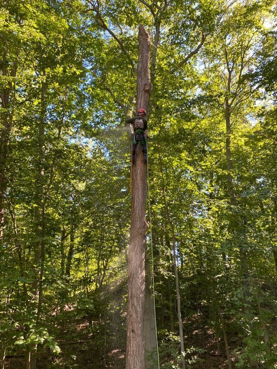 A man is climbing a tree in the woods.