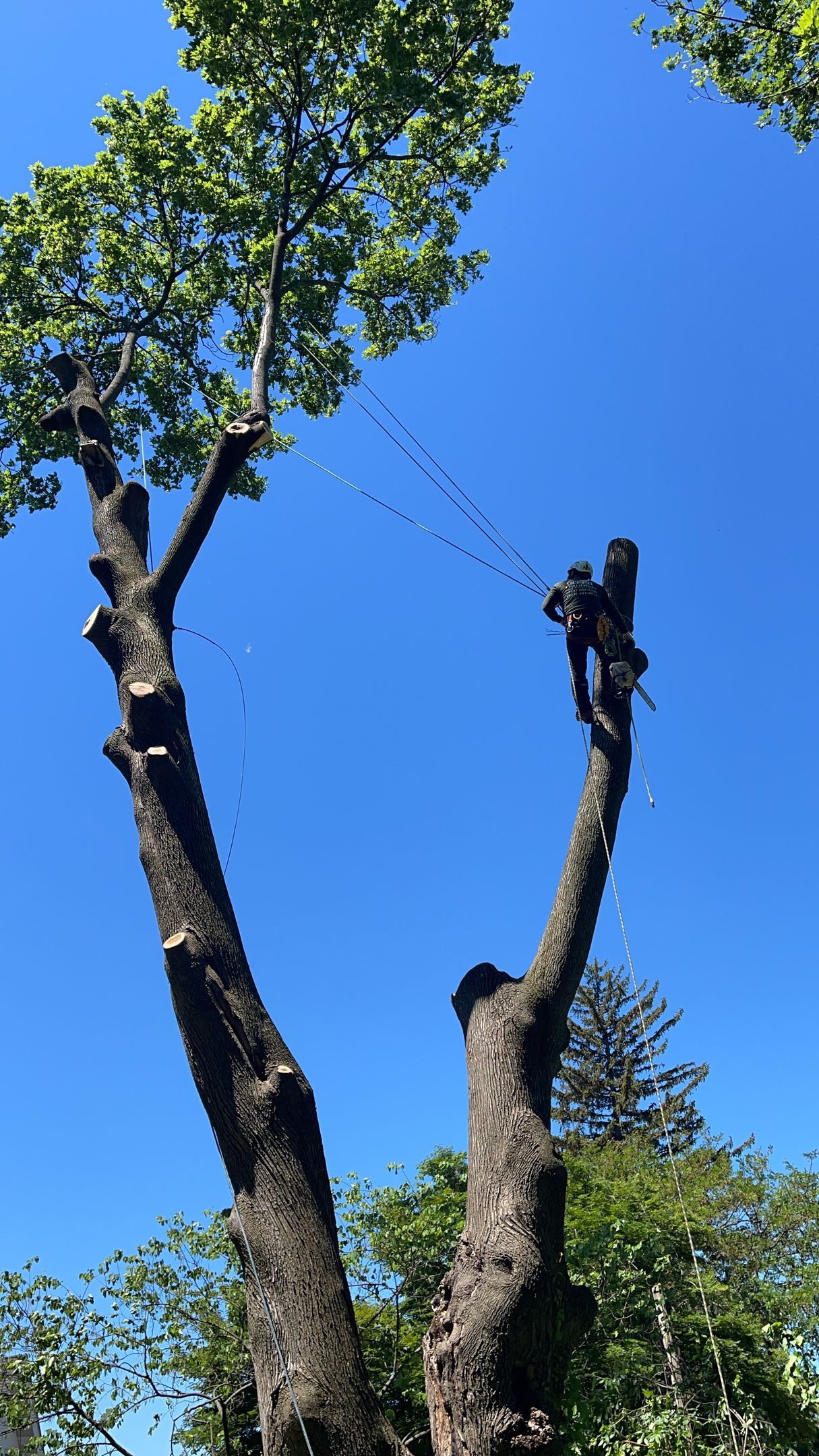 A man is cutting down a tree with a chainsaw.