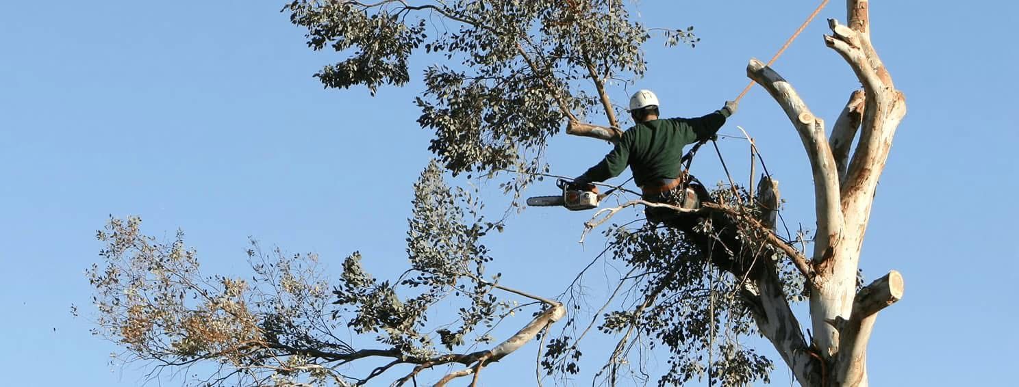 A man is cutting a tree with a chainsaw.
