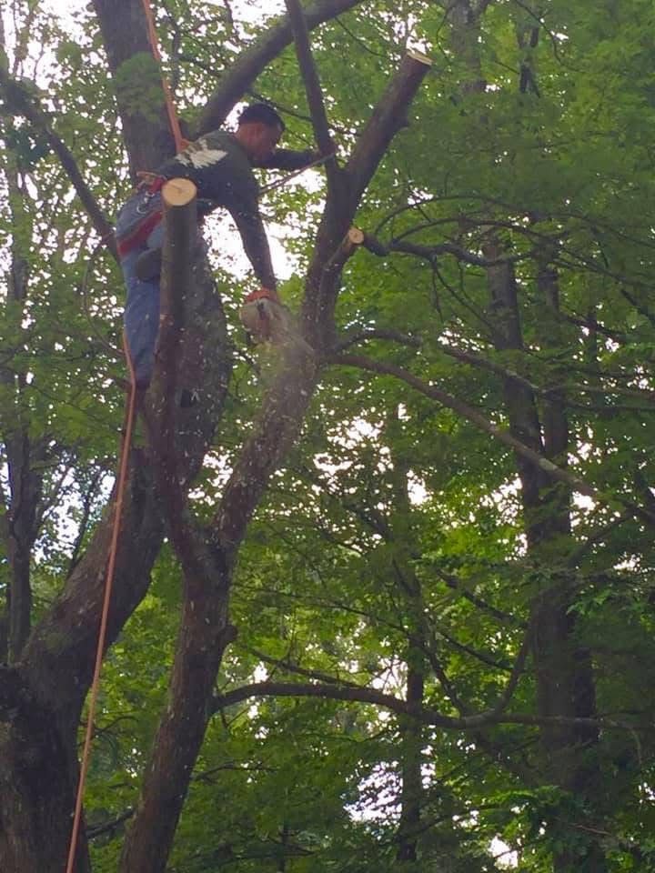 A man is cutting a tree branch with a chainsaw.