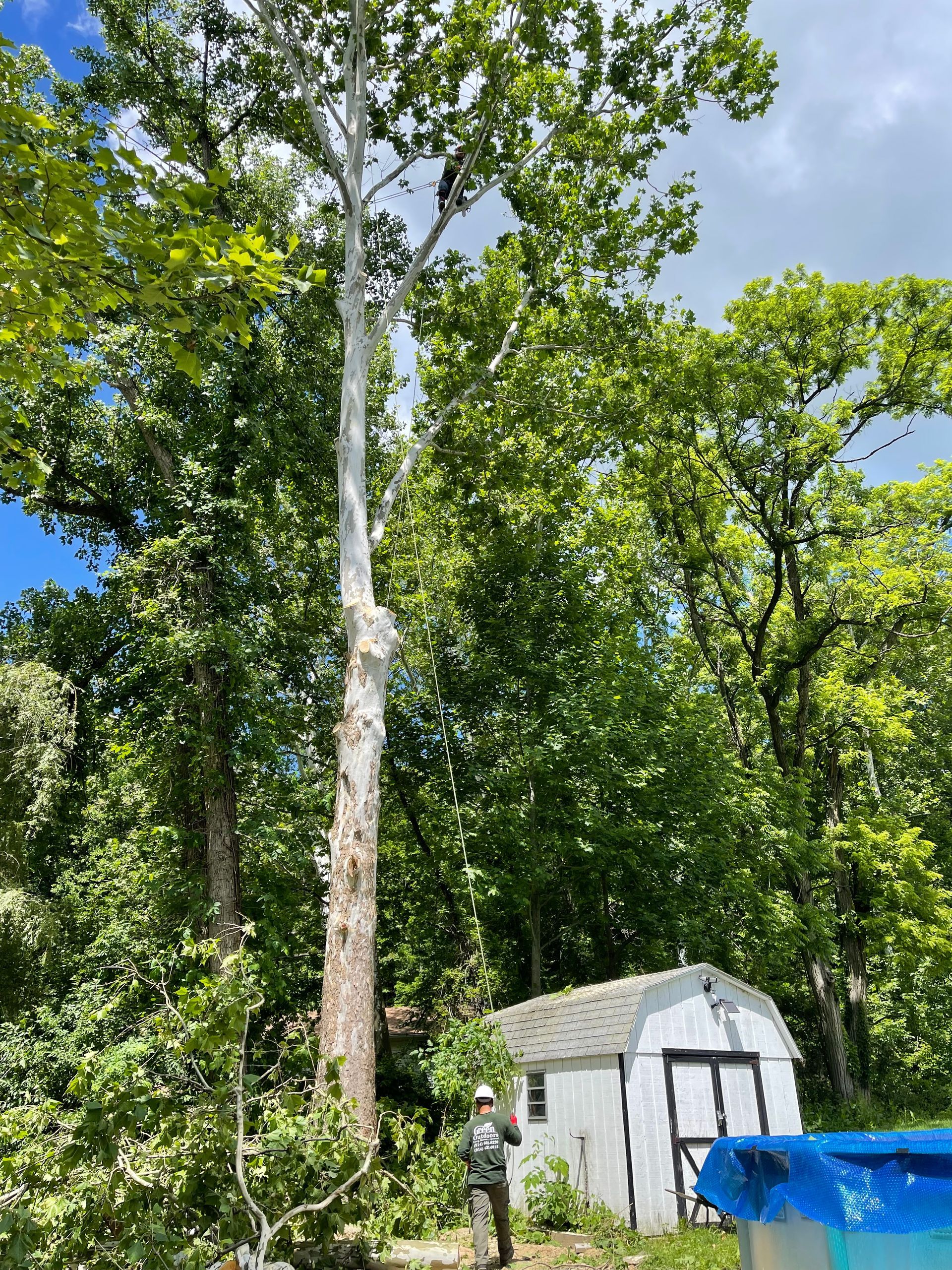A man is standing next to a large tree in the woods.